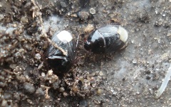 Microporus nigrita