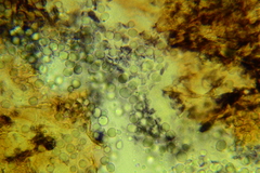 Mycena clavularis