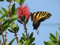 Papilio multicaudata multicaudata