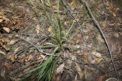Lomandra multiflora