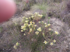 Leucadendron