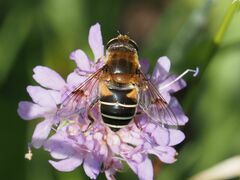 Eristalis jugorum