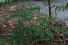 Gleditsia