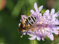 Eristalis jugorum