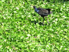 Porphyrio melanotus