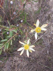 Leucadendron