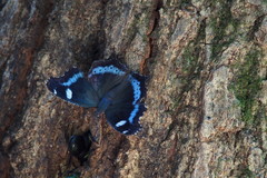 Kaniska canace nojaponicum