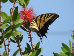 Papilio multicaudata multicaudata