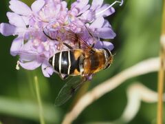 Eristalis jugorum