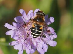 Eristalis jugorum