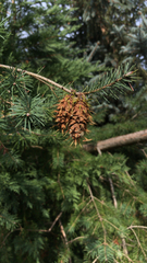 Pseudotsuga menziesii
