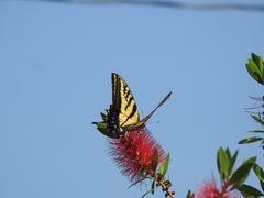 Papilio multicaudata multicaudata