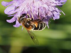 Eristalis jugorum