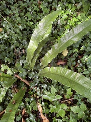 Asplenium scolopendrium scolopendrium