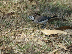 Stizoptera bichenovii