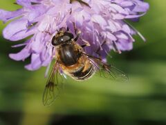 Eristalis jugorum