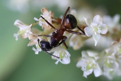 Camponotus chromaiodes