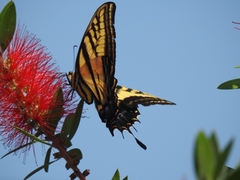 Papilio multicaudata multicaudata