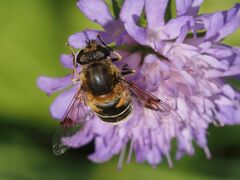 Eristalis jugorum