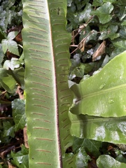Asplenium scolopendrium scolopendrium