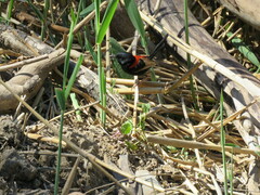 Malurus melanocephalus