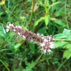 Mentha longifolia