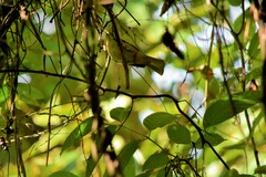 Iole propinqua innectens
