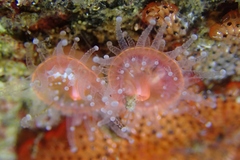 Corynactis californica