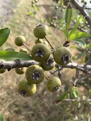 Pyrus spinosa