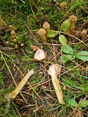 Armillaria gallica