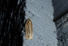 Agonopterix umbellana