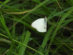 Ascia monuste monuste