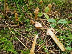 Armillaria gallica