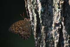 Neope goschkevitschii