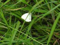 Ascia monuste monuste