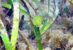 Brachaluteres jacksonianus