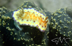 Goniobranchus collingwoodi