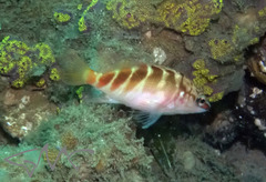 Hypoplectrodes maccullochi