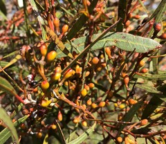 Eucalyptus leptophylla