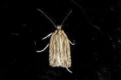 Agonopterix umbellana