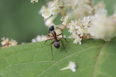 Camponotus chromaiodes