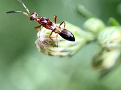 Anastatus semiflavidus