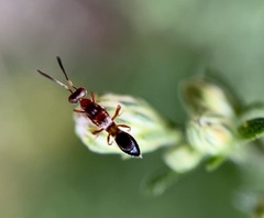 Anastatus semiflavidus