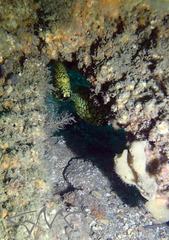 Cleidopus gloriamaris