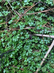 Hydrocotyle tripartita