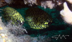 Cleidopus gloriamaris