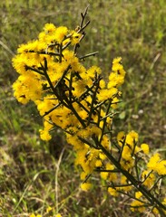 Acacia spinescens