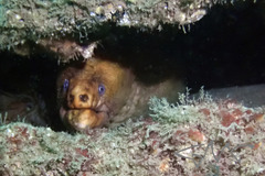 Gymnothorax prasinus