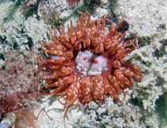 Phlyctenanthus australis