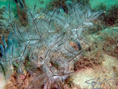 Macrorhynchia philippina